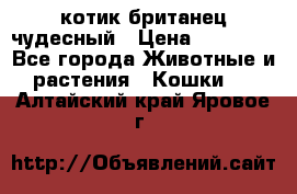 котик британец чудесный › Цена ­ 12 000 - Все города Животные и растения » Кошки   . Алтайский край,Яровое г.